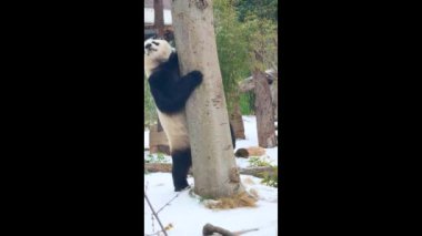 Wuhan Hayvanat Bahçesindeki sevimli dev panda.
