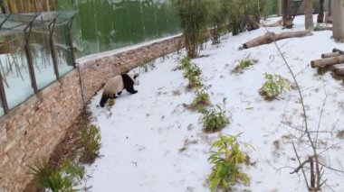 Wuhan Hayvanat Bahçesindeki sevimli dev panda.