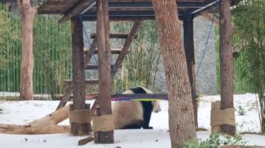 Wuhan Hayvanat Bahçesindeki sevimli dev panda.