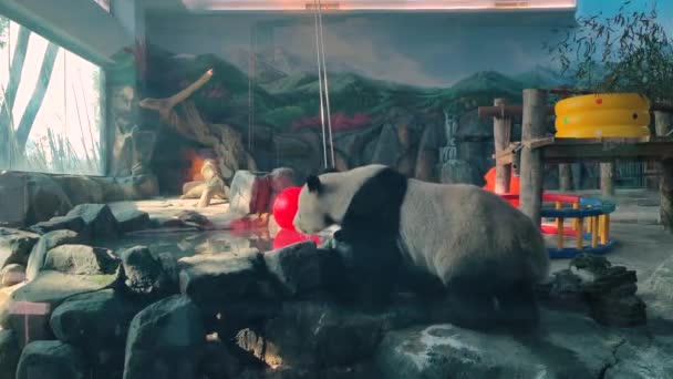 Urocza Olbrzymia Panda Zoo Wuhan — Wideo stockowe