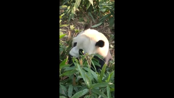 Roztomilá Obří Panda Wuhan Zoo — Stock video