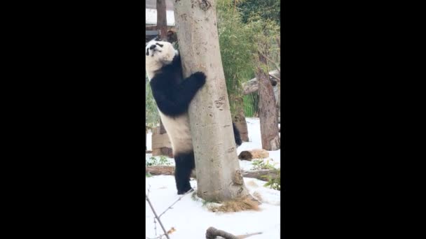 Lindo Panda Gigante Zoológico Wuhan — Vídeos de Stock