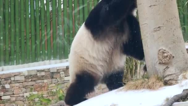 Panda Gigante Bonito Jardim Zoológico Wuhan — Vídeo de Stock