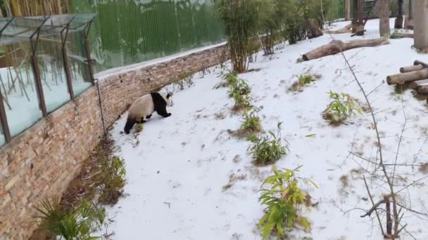 Lindo Panda Gigante Zoológico Wuhan — Vídeos de Stock