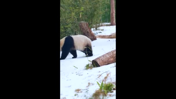 Roztomilá Obří Panda Wuhan Zoo — Stock video