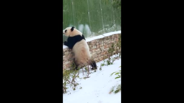 Lindo Panda Gigante Zoológico Wuhan — Vídeos de Stock