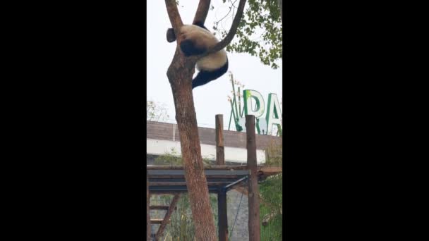 Panda Gigante Bonito Jardim Zoológico Wuhan — Vídeo de Stock