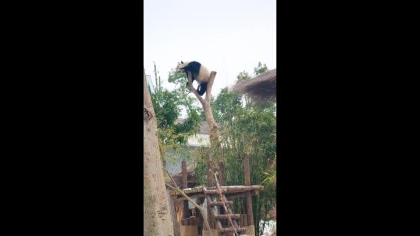 Simpatico Panda Gigante Nello Zoo Wuhan — Video Stock