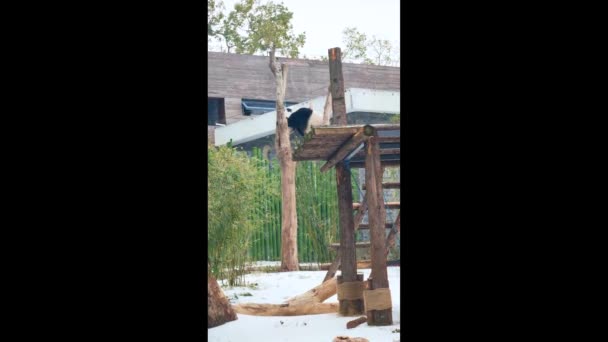 武漢動物園のかわいい巨人パンダ — ストック動画