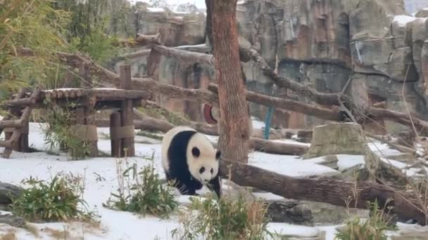 Urocza Olbrzymia Panda Zoo Wuhan — Wideo stockowe