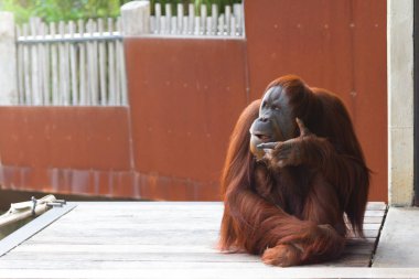 Platformda oturan, sağa arıyorsunuz, düşünme orangutan.