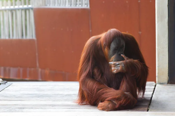 Orangutan Sedící Platformě Dívajícího Doleva Myšlení — Stock fotografie