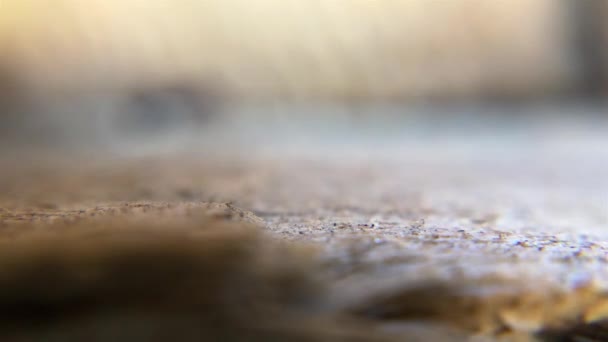Bir Yol Boyunca Gündüz Sürünerek Karıncalar — Stok video