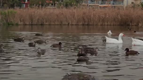在阴天的白天 池塘里有鸭子和天鹅 — 图库视频影像