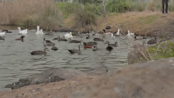 Patos Cisnes Estanque Durante Día Día Nublado Saliendo Del Marco — Vídeos de Stock