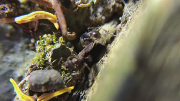 中午一个繁华的蚂蚁窝 — 图库视频影像