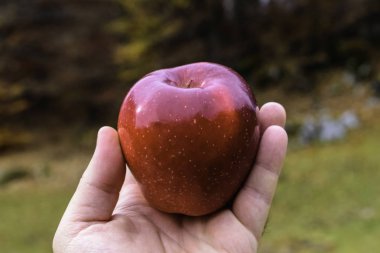 Güzel kırmızı elma yakın tam renk Brasov Romanya Sirnea köyden yukarı