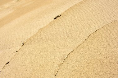 Oregon kum tepeleri, Doğa ve peyzaj 