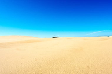 Oregon kum tepeleri, Doğa ve peyzaj 