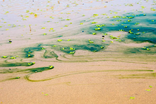 Dunes Sable Oregon Nature Paysage — Photo