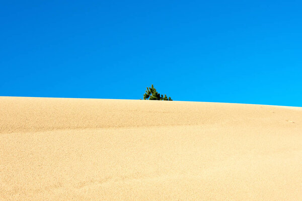 Oregon Sand Dunes, Nature and Landscape 