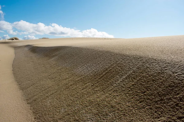 Dune Sabbia Dell Oregon Natura Paesaggio — Foto Stock