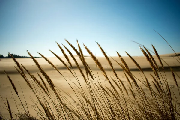 Oregon Dunas Arena Naturaleza Paisaje — Foto de Stock