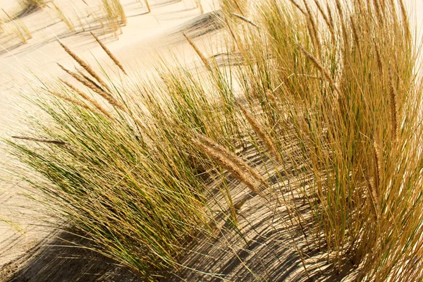 Орегонские Песчаные Дюны Природа Ландшафт — стоковое фото