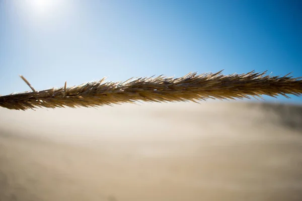 Oregon Dunas Arena Naturaleza Paisaje — Foto de Stock