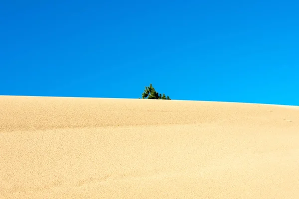 Oregon Dunas Arena Naturaleza Paisaje Imágenes De Stock Sin Royalties Gratis