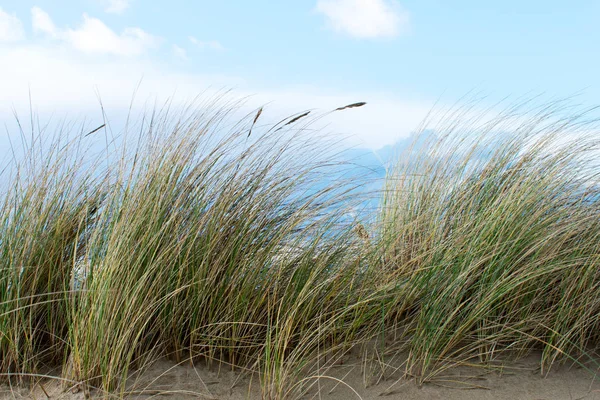 Pacific West Coast Oregon Zandduinen Natuur Landschap — Stockfoto