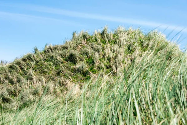 Pacífico Costa Oeste Oregon Sand Dunes Natureza Paisagem — Fotografia de Stock