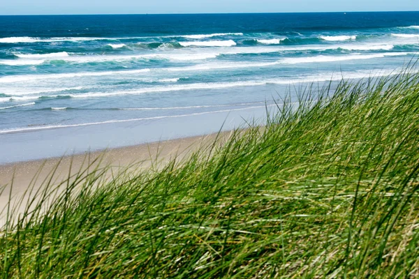 Csendes Óceáni West Coast Oregon Homok Dűnék Természet Tájkép — Stock Fotó