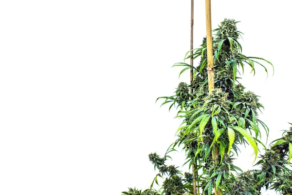 Marijuana Cannabis Plants Pot Farm Growing Recreational Medical Weed — Stock Photo, Image