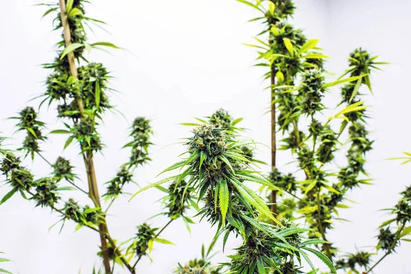 Marijuana Cannabis Plants Pot Farm Growing Recreational Medical Weed — Stock Photo, Image
