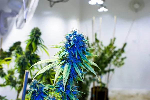 Marijuana Cannabis Pot Weed Plants Growing Indoors — Stock Photo, Image