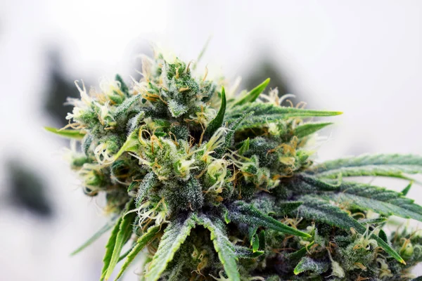marijuana, cannabis, pot or weed plants growing indoors