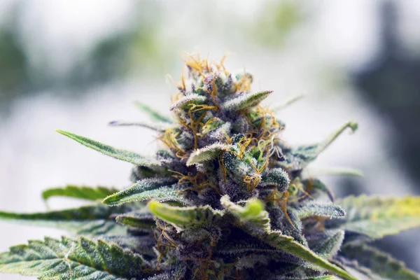 esrar, esrar, esrar veya ot bitkileri kapalı büyüyen 