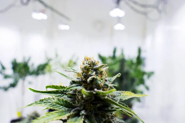 Marihuana Cannabis Hierba Plantas Malezas Que Crecen Interiores — Foto de Stock