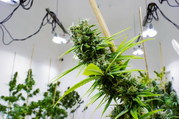 marijuana, cannabis, pot or weed plants growing indoors