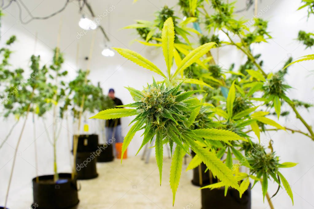 marijuana, cannabis, pot or weed plants growing indoors 