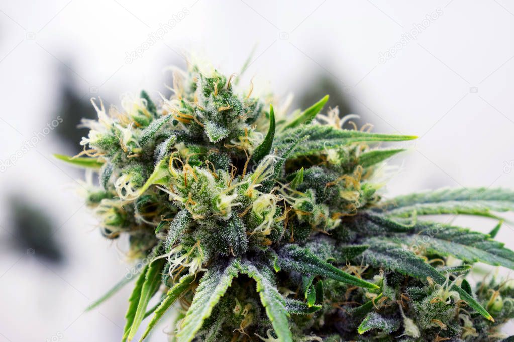 marijuana, cannabis, pot or weed plants growing indoors 