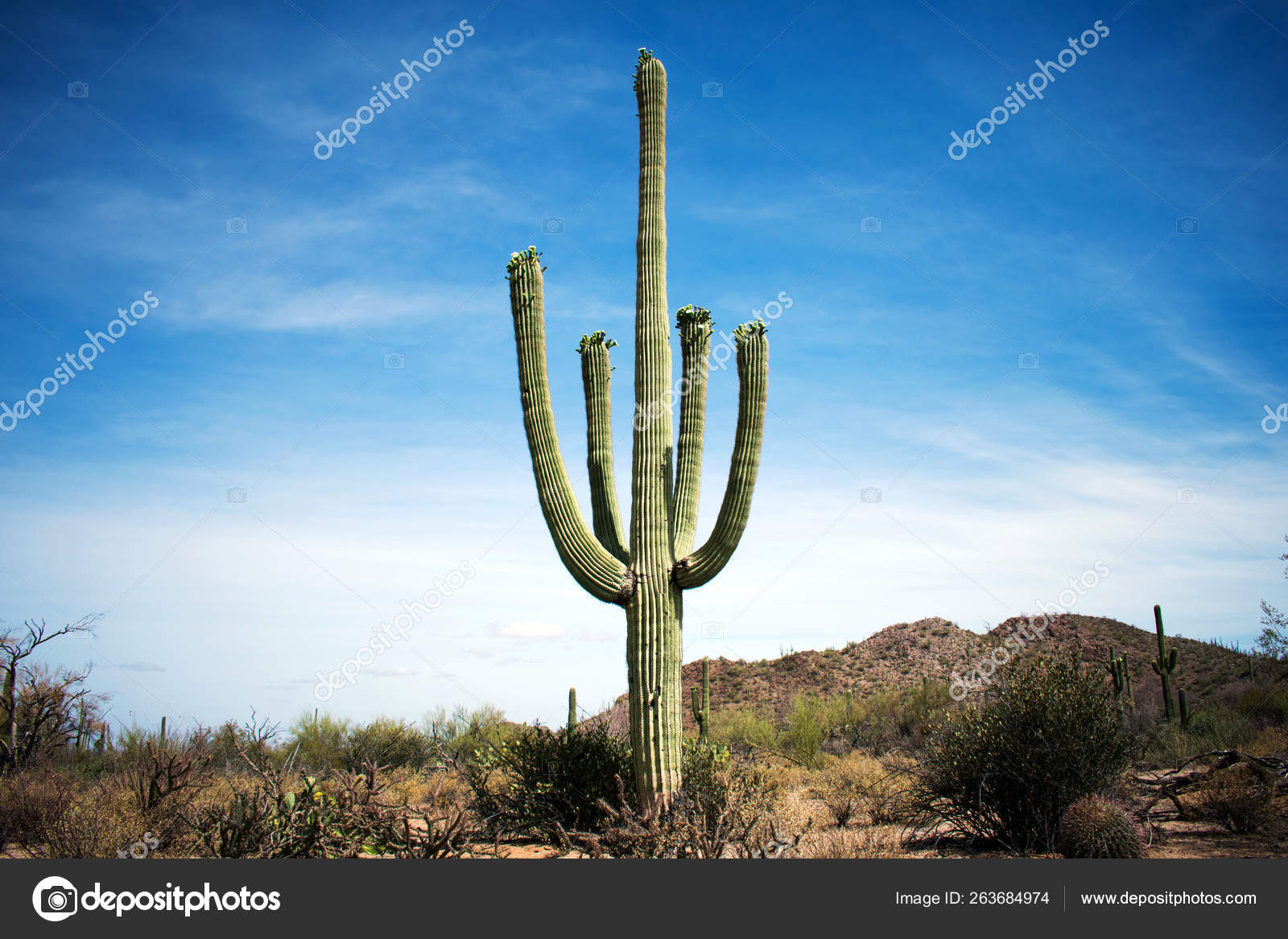 Cactus Sonoran Desert Arizona Stock Photo by ©jeremyn 263684974