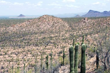 Kaktüs, Sonoran Çölü, Arizona 