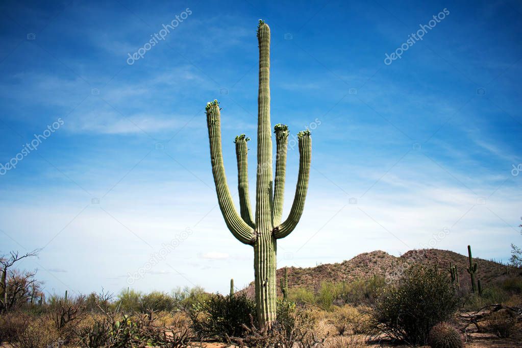 Cactus, Sonoran Desert, Arizona 