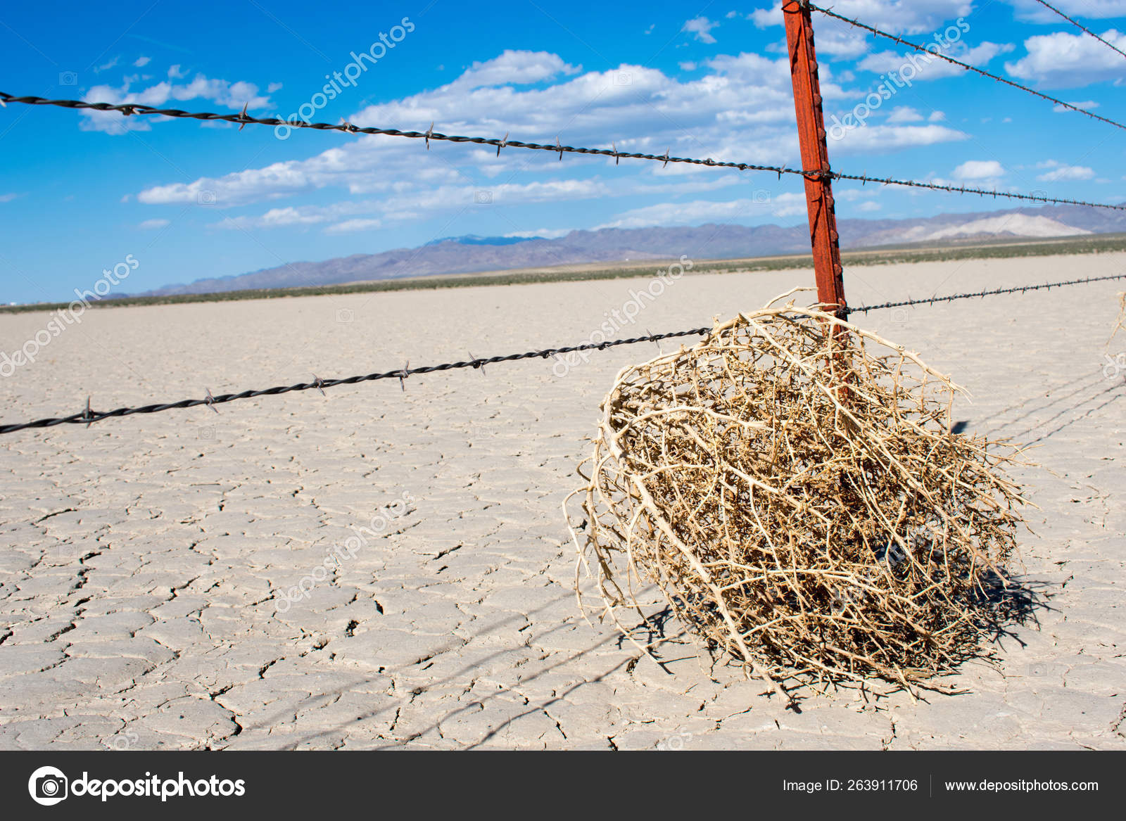 Tumbleweed Desierto Seco Caliente — Foto de stock #263911706 © jeremyn, image size:1600x1167