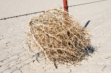 Tumbleweed in hot dry desert  clipart