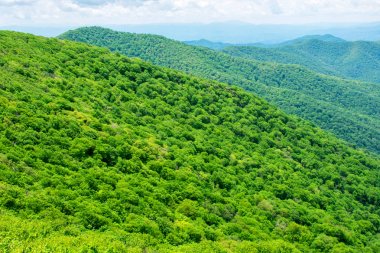 Büyük Dumanlı Dağlar Milli Parkı, Sisli Rolling Hills ve Yeşil Ağaçlar  