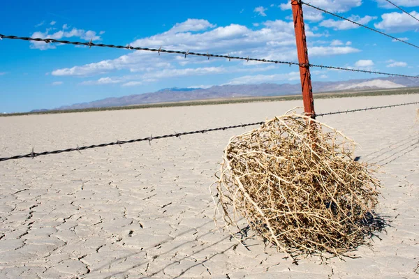 Tumbleweed Forró Száraz Sivatagban — Stock Fotó