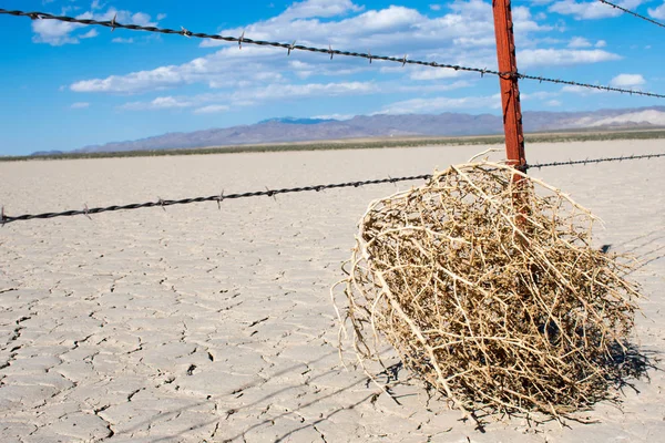 Tumbleweed Forró Száraz Sivatagban — Stock Fotó